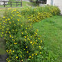 Potentilla fruticosa 'Kobold'